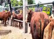Jelang Nataru, Perdagangan Ternak di Pasar Hewan Dimoro Blitar Meningkat, Harga Kambing dan Sapi Naik Stabil