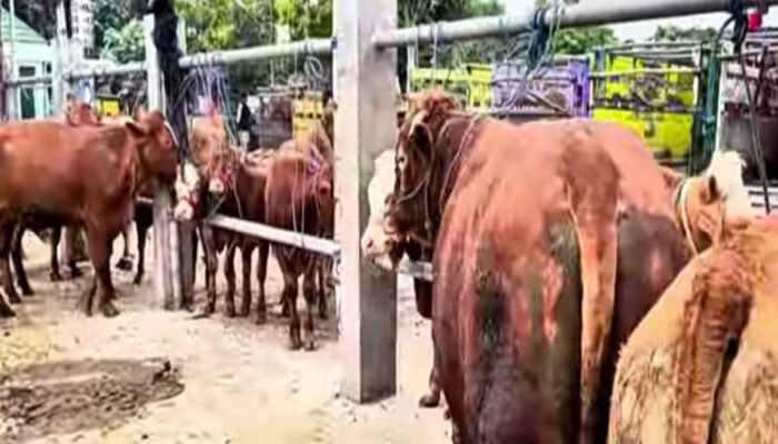 Jelang Nataru, Perdagangan Ternak di Pasar Hewan Dimoro Blitar Meningkat, Harga Kambing dan Sapi Naik Stabil