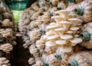 Tips Budidaya Jamur Tiram Biar Cepat Panen dan Hasil Melimpah