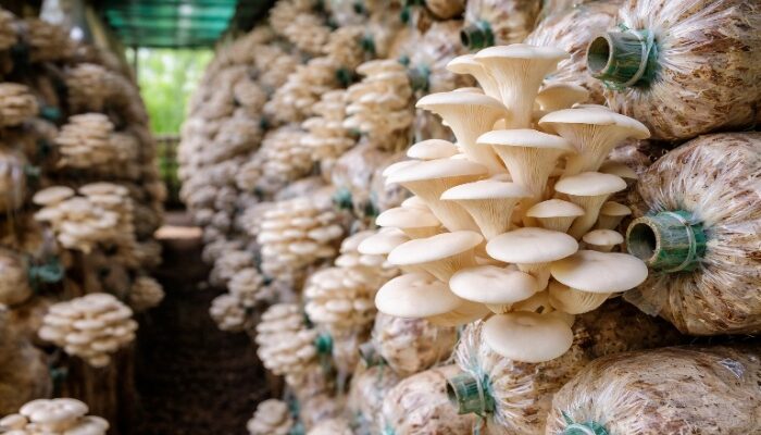 Tips Budidaya Jamur Tiram Biar Cepat Panen dan Hasil Melimpah