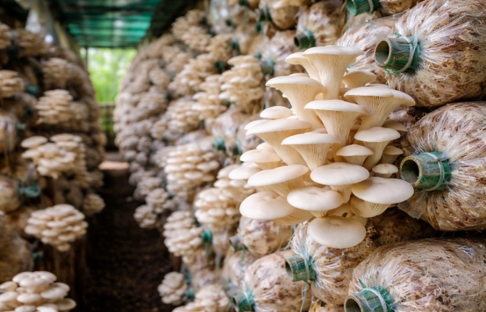 Foto: budidaya Jamur Tiram